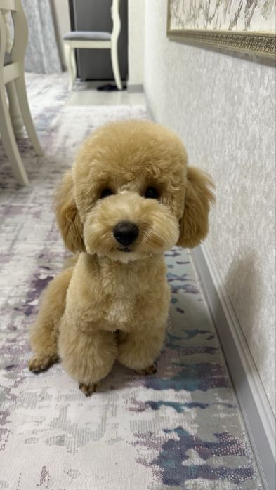 Той Пудель продаем