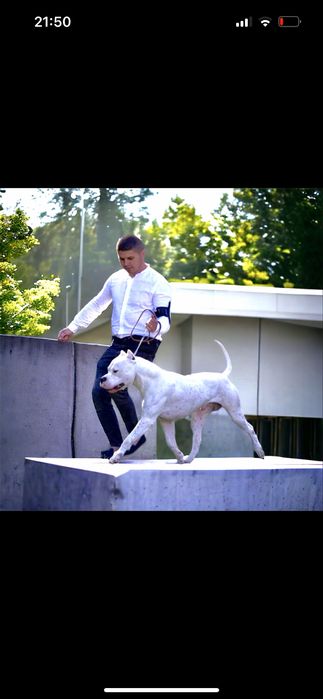 Mascul Dog Argentinian/Campion