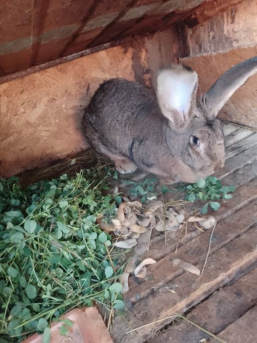 Iepuri belgieni de vânzare unele sunt gestante sau schimb cu rate gîșt