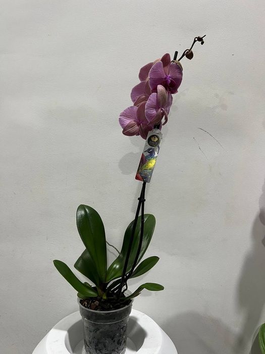 Орхидея из Голландии