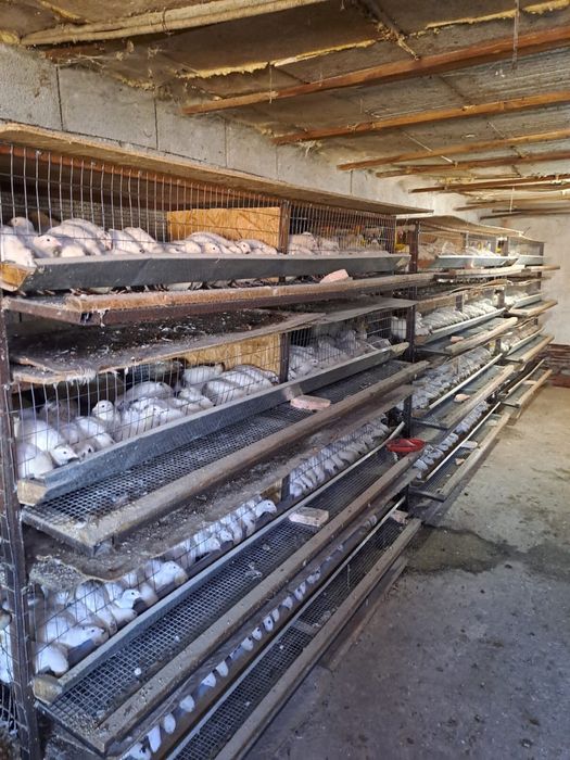 Бөдене құстары, перепёлка