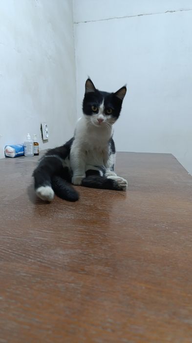 Отдам бесплатно котят