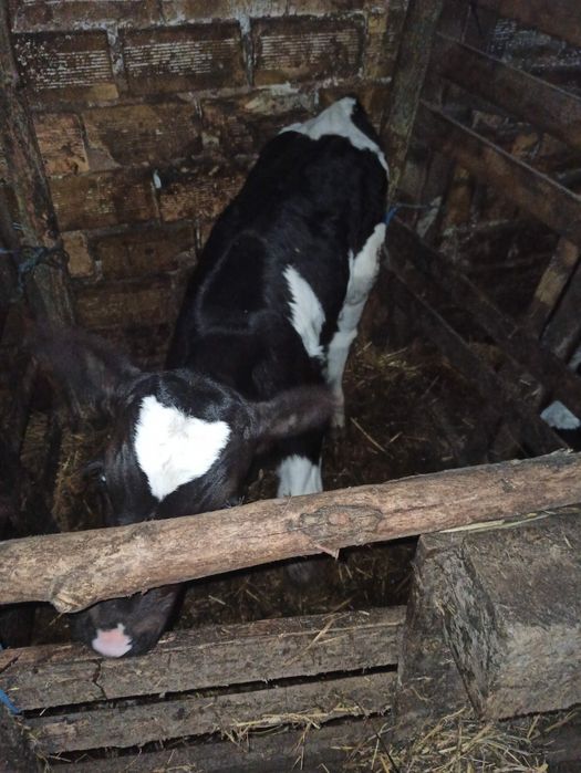 Телета сукалчета