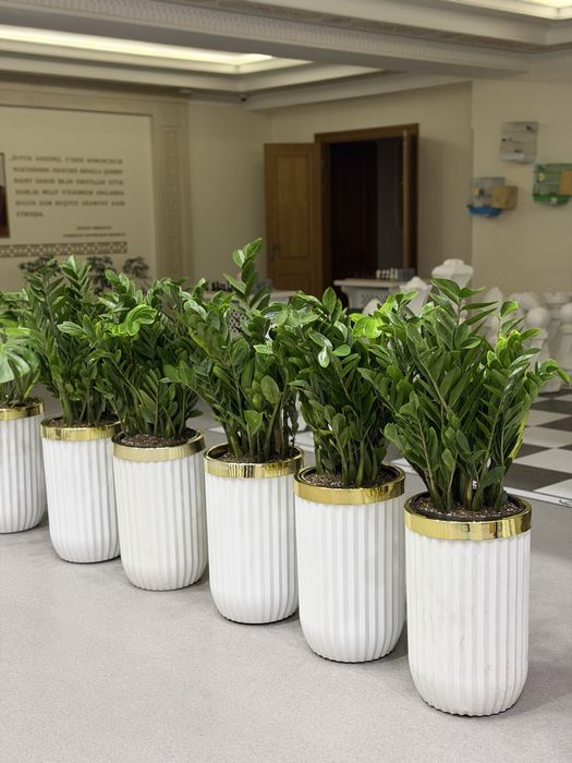 Живые растения в горшках для офиса ресторана и дома