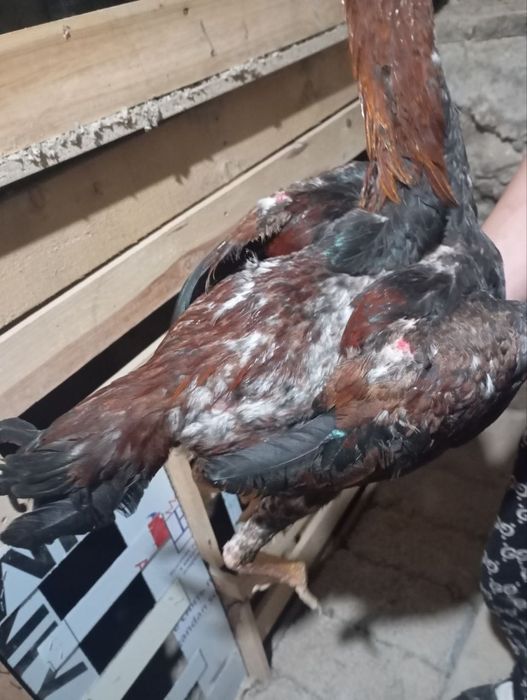 Joʻja horoz sotilad tovu par yahshi narsa arzon narxda!