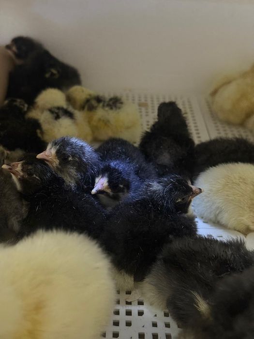 Цыплята Адлера и Пушкин