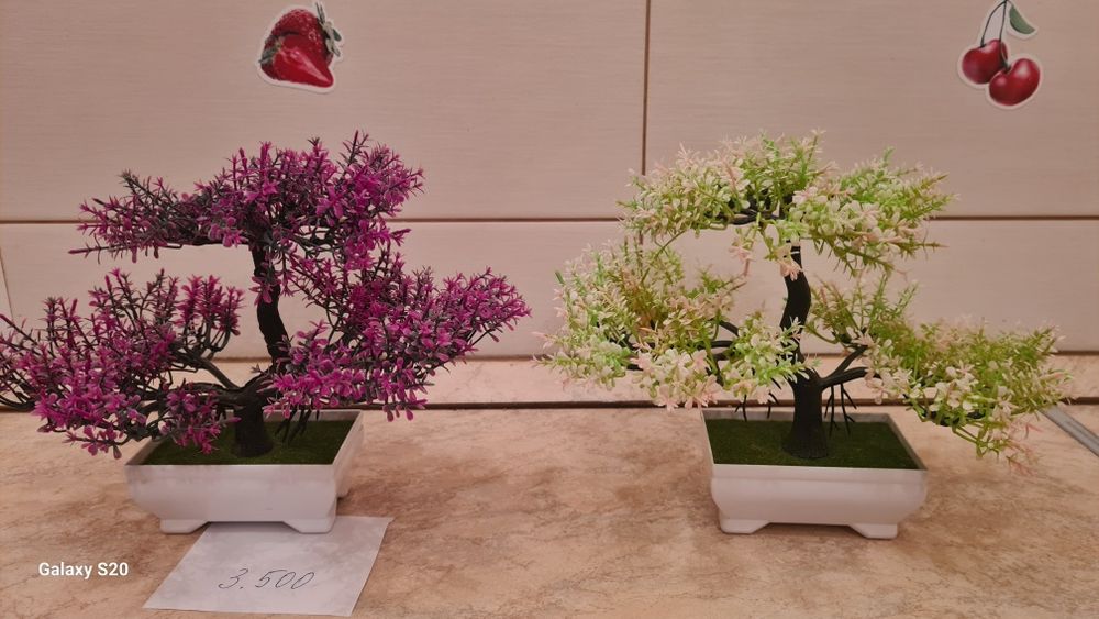 Цветы для офиса, школы и дома