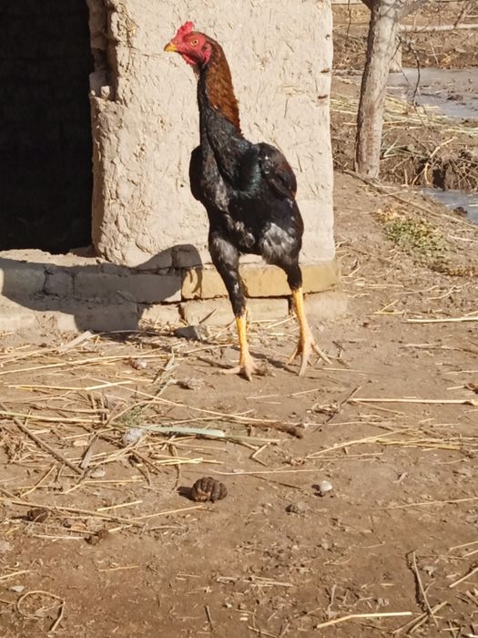 Xoʻroz sotiladi bahosini kelishamiz