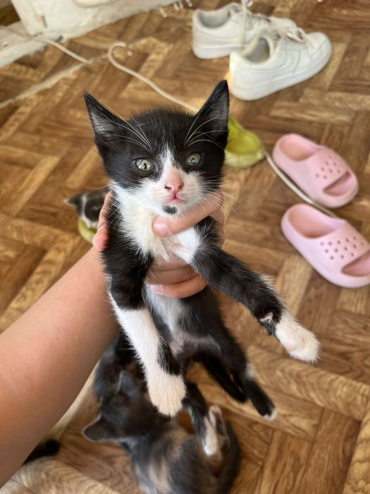 Котенки красивые