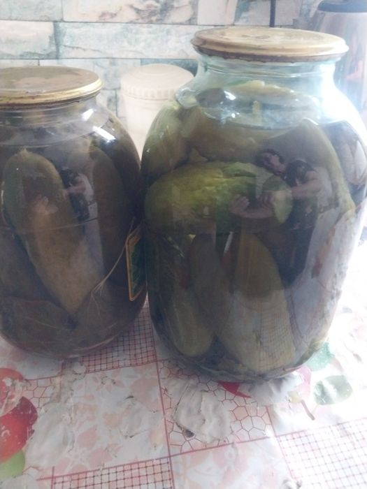 Огурцы маринованные дачные