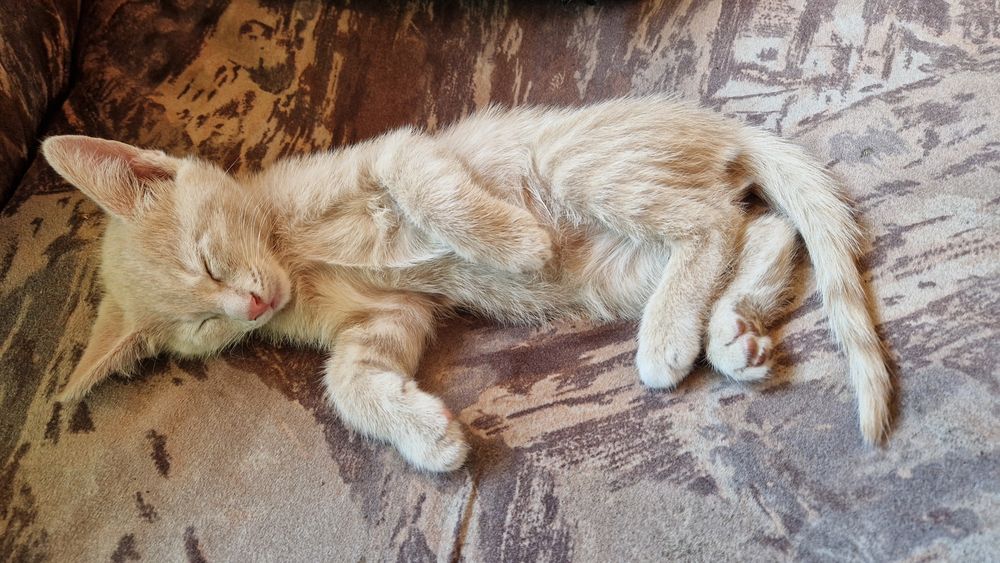 подарявам котенца