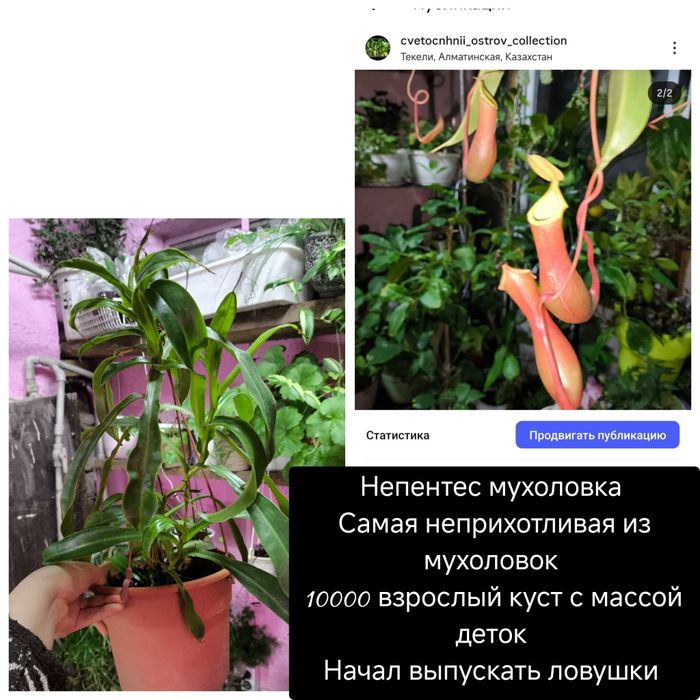 Спатифиллум сплит Милк пролитое молоко split milk