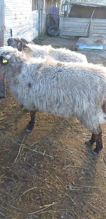 Бараны откормленные 3годовые