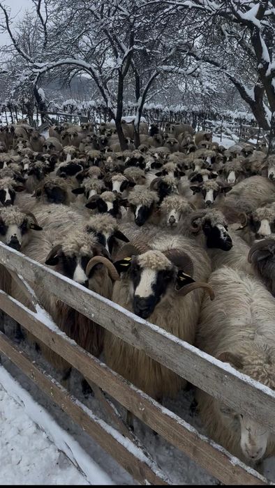 Vand oi ,mieluțe ,berbecuți breze