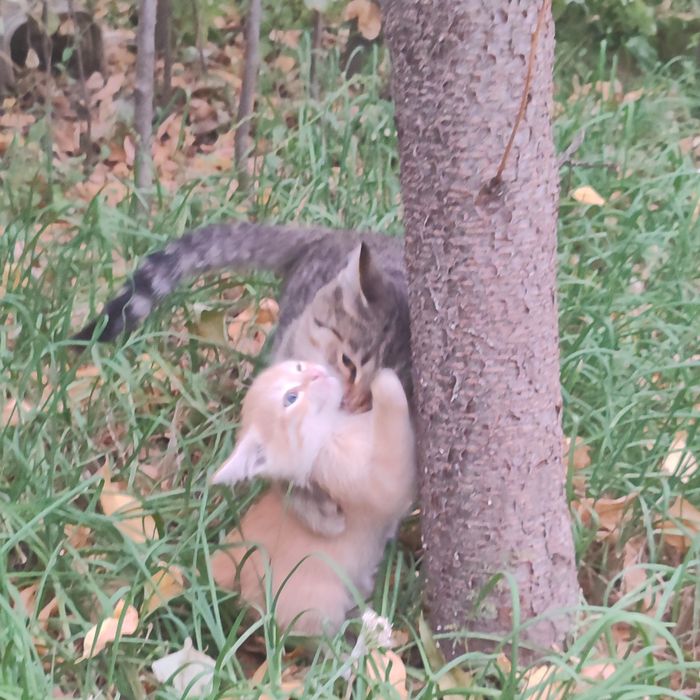Котята бесплатно