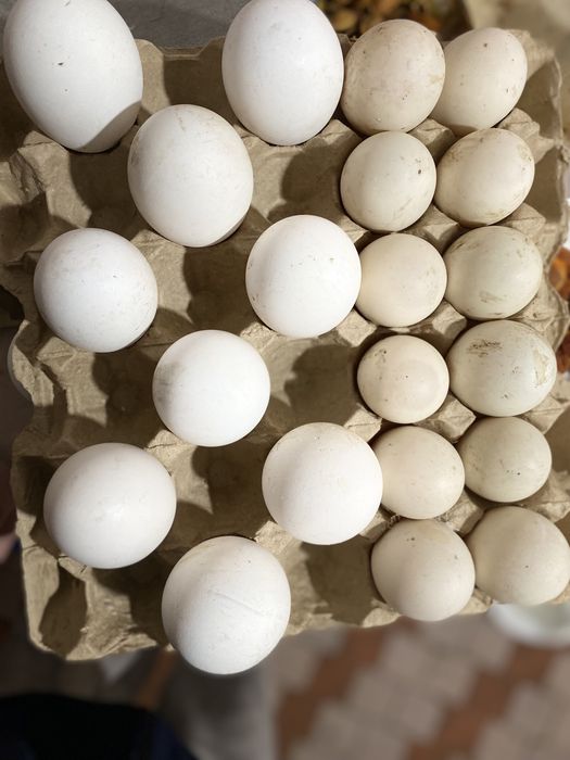 Яйца инкубационные гусиные ,утиные