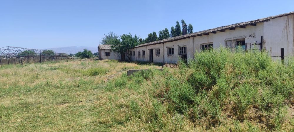 Тошкент вилояти Бекобод тумани ДВЗ 1 совхоз чорва фермаси