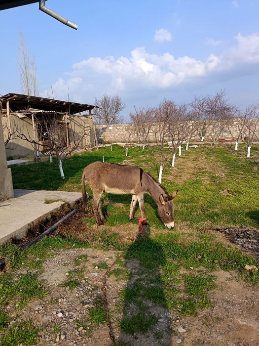Ешак сотилади срочно