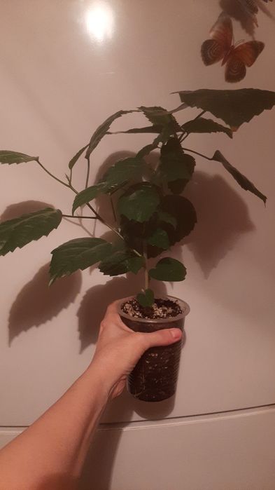 Колеус, клеродендрум