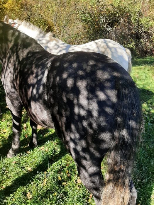 Vând cai de pădure!