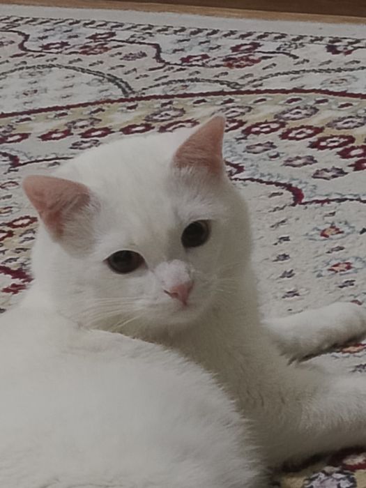 Белый кот ищет хозяина