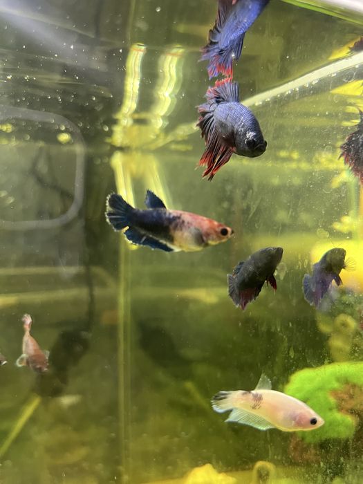 Петушки самки и самцы