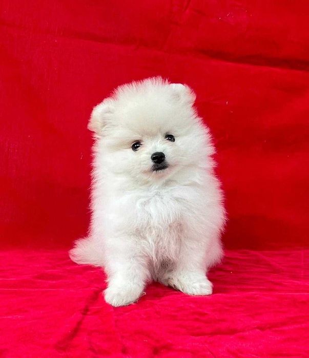 Немецкий  шпиц  .  С документами . Белая девочка.