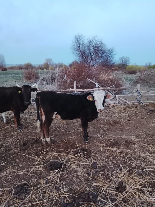 Продается бык 1 год 1 месяц