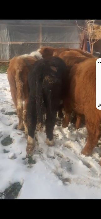 225 мыңнан патсостар