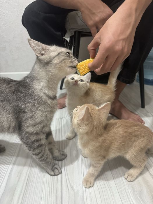 Отдам котят девочек в добрые руки