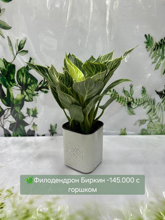 Аглаонемы, Калатеи  и др растения
