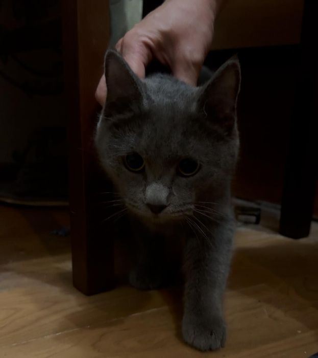 Нашли кошку в 1 орбите