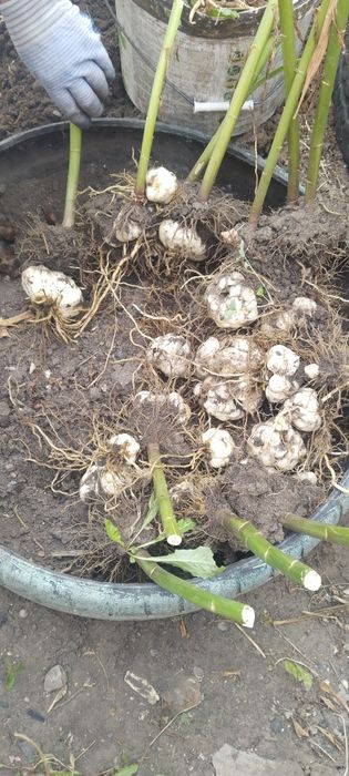 Продам луковицы лилии