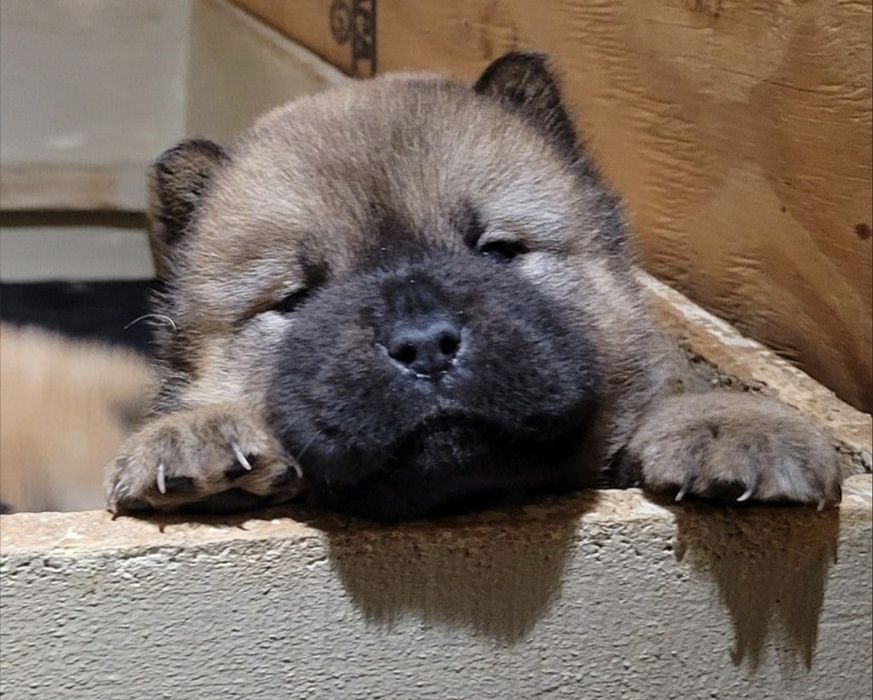 Pui din rasa Chow Chow