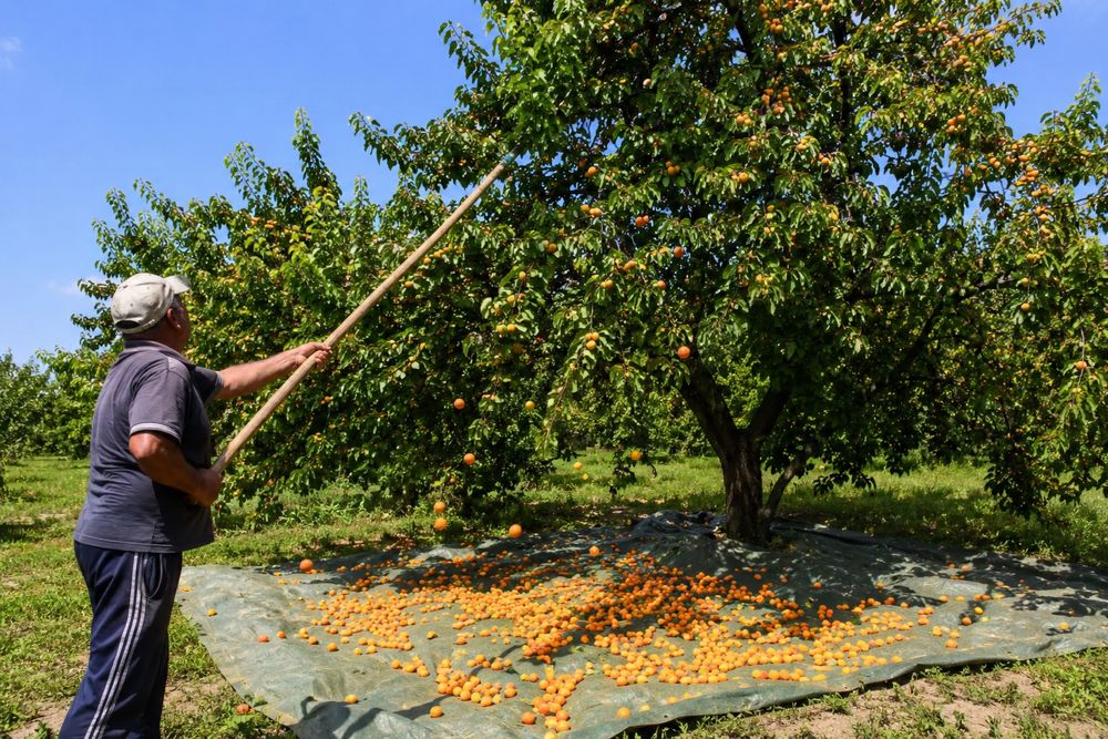 Începe Recoltarea! Caise Coapte Natural pentru Țuică