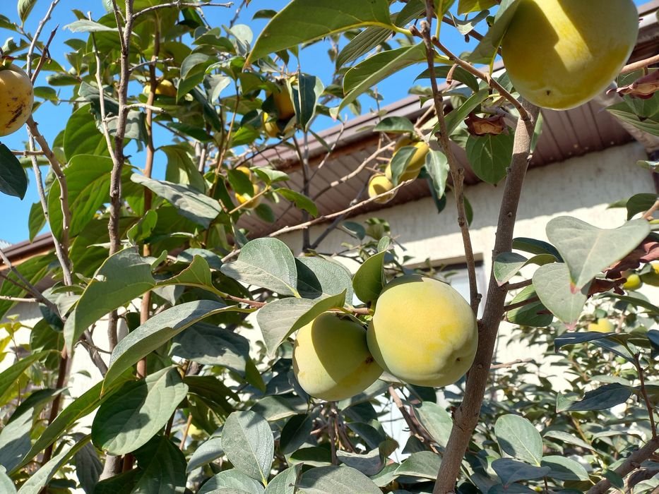 Үй сатылады мкр Казыгурт