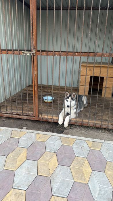 Щенок хаски срочно