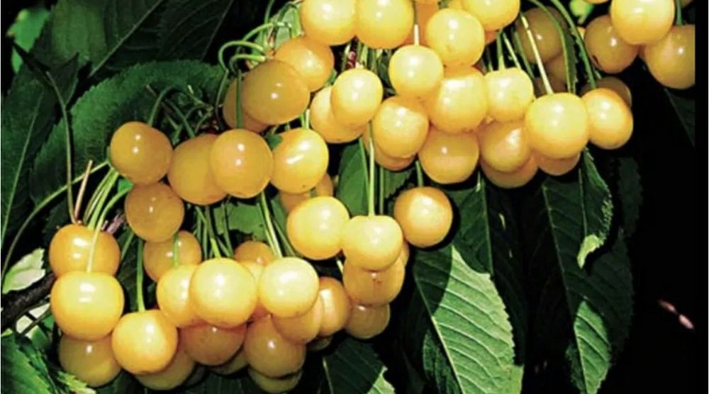 Cires Amar Imperial Galben