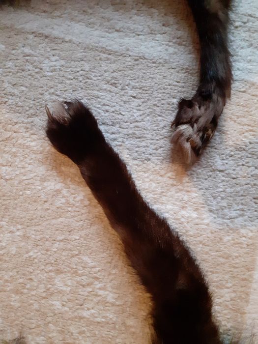 Воротник из чернобурки