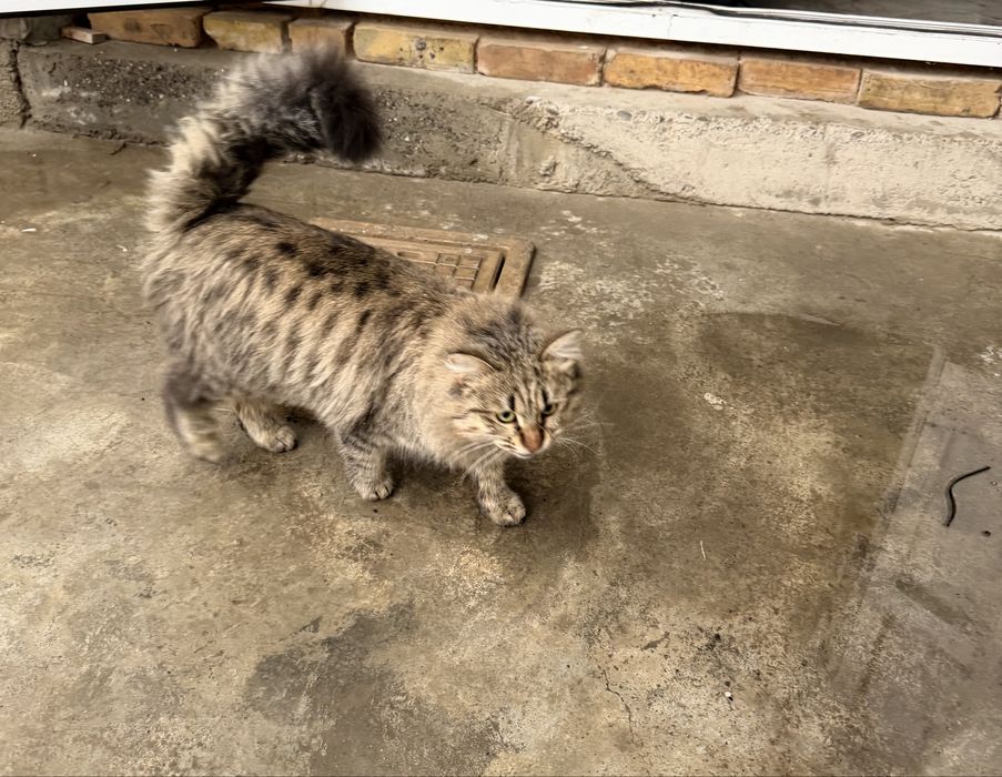 Mushuk yaxshi boqadiganlar bolsa beraman