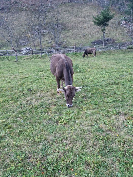 Vaca brună foarte frumoasa
