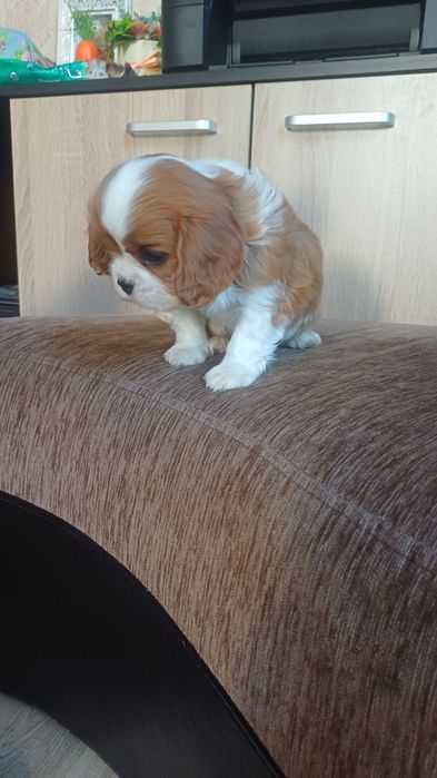 Продавам кавалер кинг чарлз шпаньол