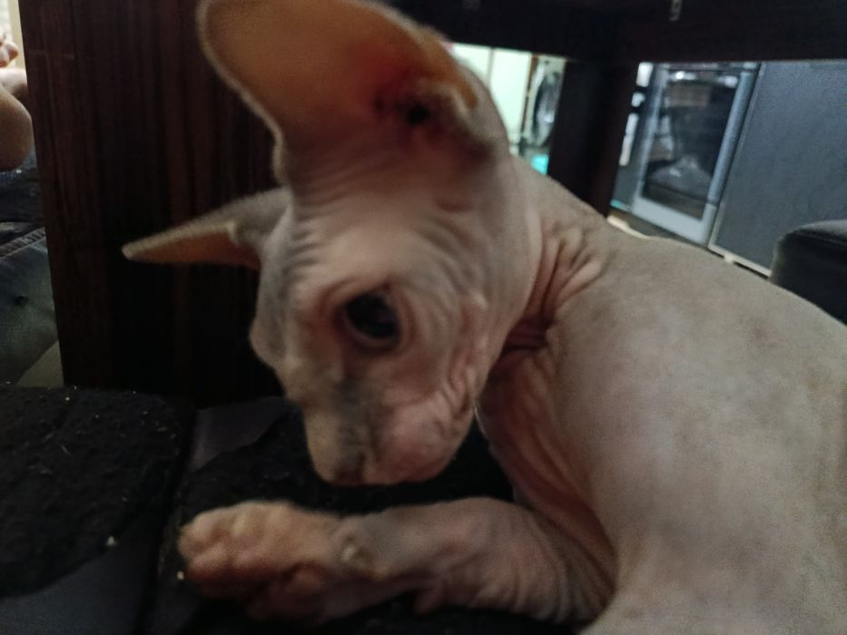 Кошка Сфинкс для вязки