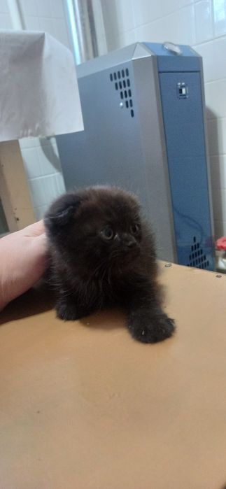 Продам веслоухих котят