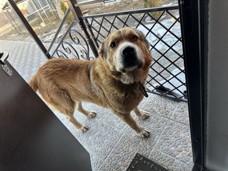 Казахский тобет для вязки.