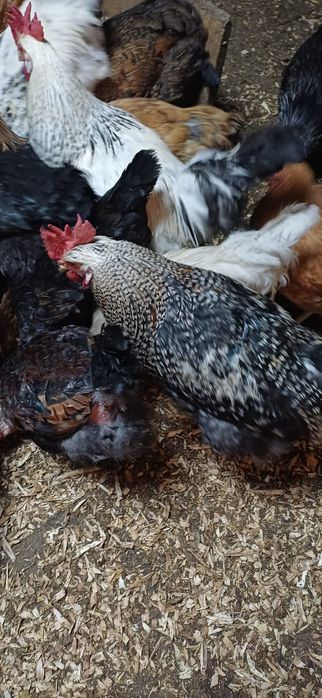 Продаю  домашних  петухов