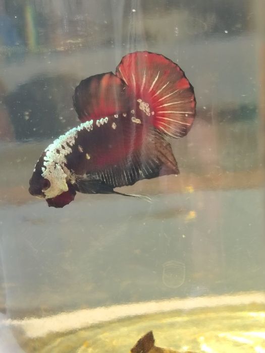 Acvarii pești Betta, Betta