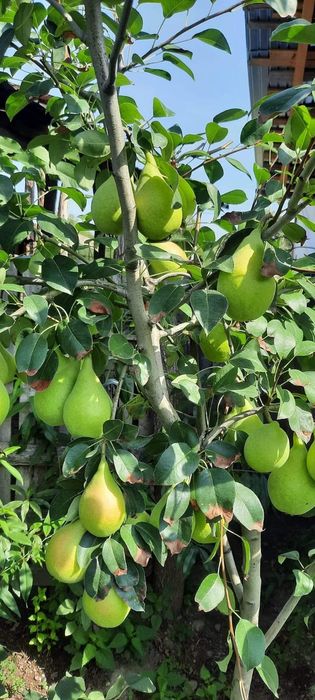 Pomi fructiferi producător