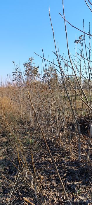 Ishonchli karlik va polukarlik yongʻoq kuchatlari