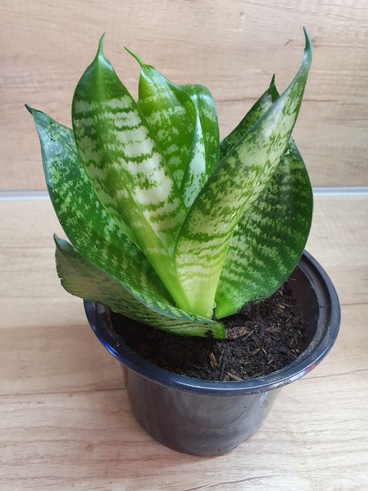 Цвете Сансевиера Хани